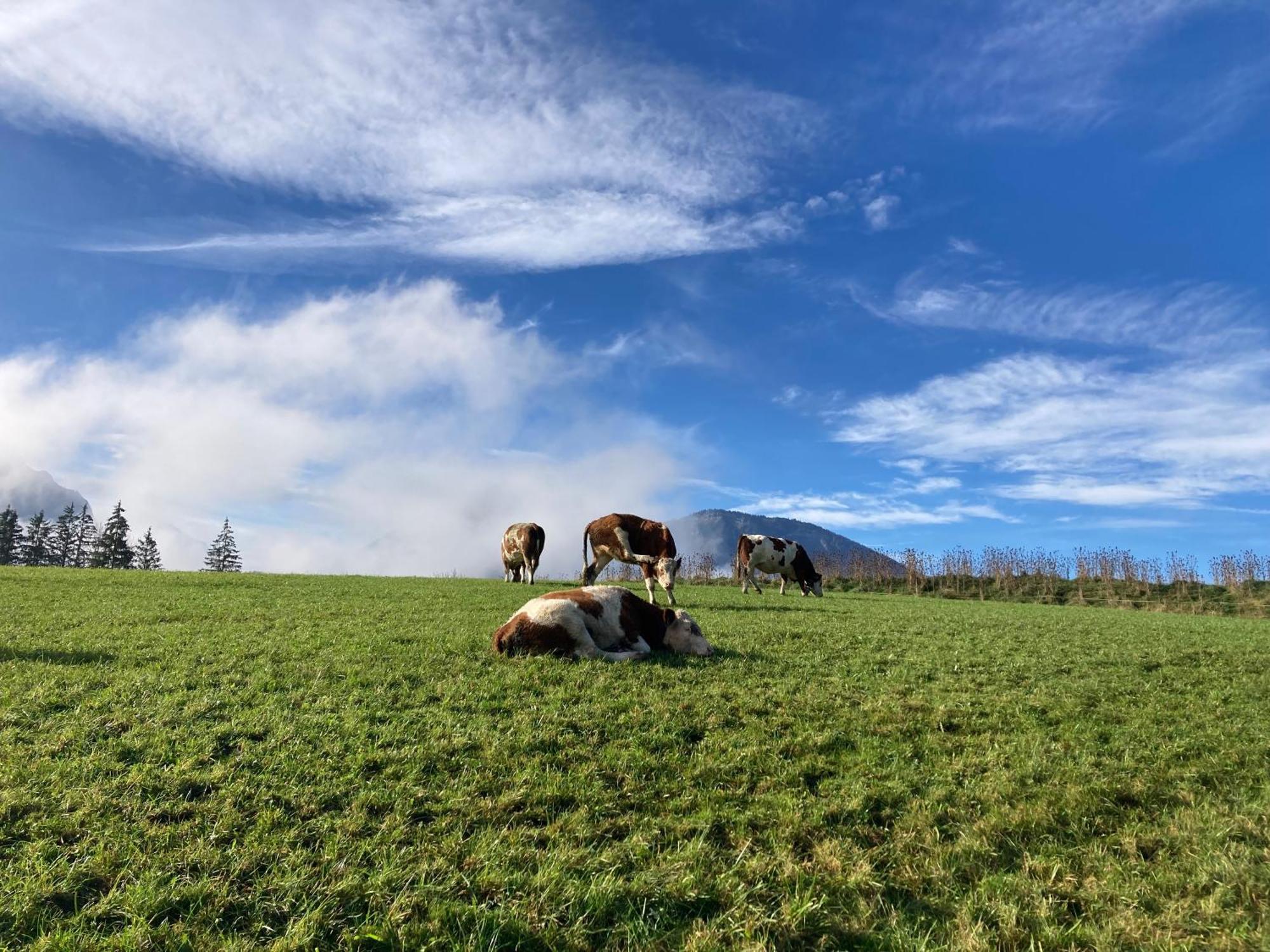Weinbachbauer - Urlaub Am Bauernhof Villa Saint Wolfgang Buitenkant foto